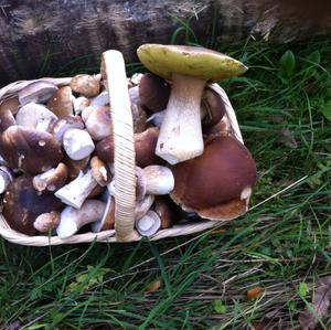 Summer Bolete