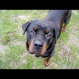 Rottweiler