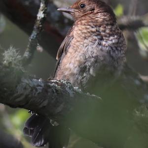 Eurasian Blackbird