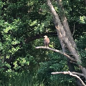 White-tailed Eagle