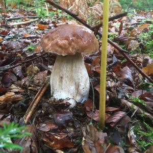 King Bolete