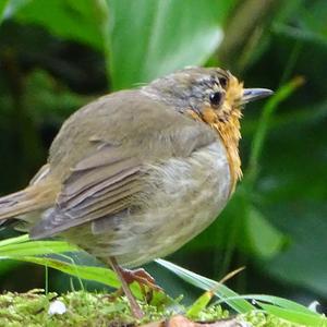 European Robin