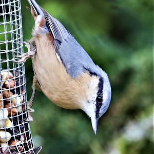 Wood Nuthatch