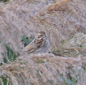 Reed Bunting