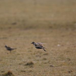 Eurasian Golden Plover