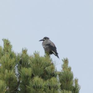 Spotted Nutcracker