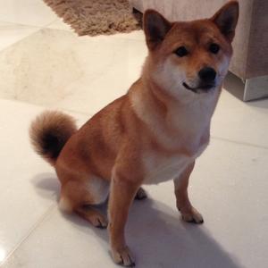 Shiba Inu