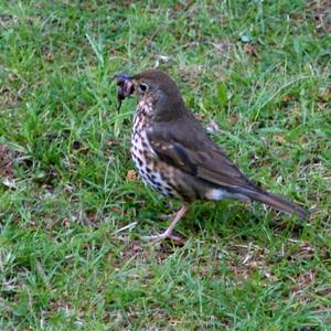 Mistle Thrush