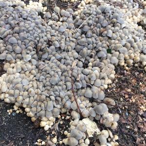 Non-inky Coprinus