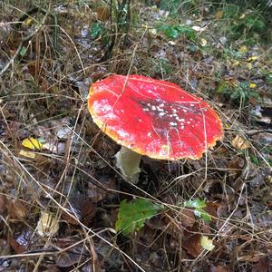 Fly Agaric