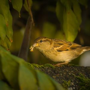 House Sparrow