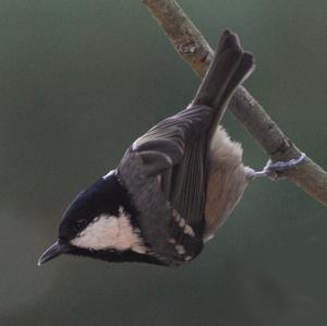 Coal Tit