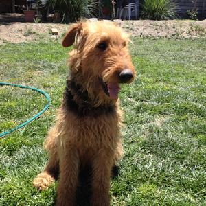 Airedale Terrier