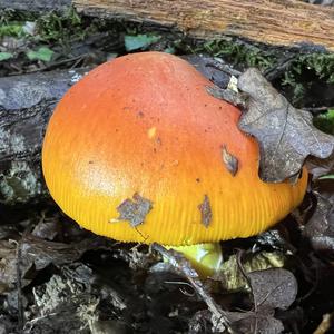 Caesar´s Mushroom