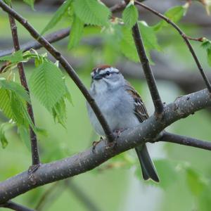 Common Redpoll