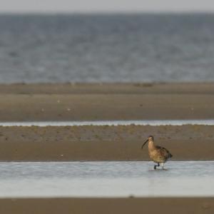 Eurasian Curlew