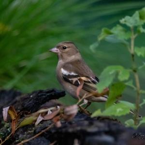 Eurasian Chaffinch