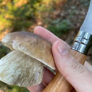 King Bolete