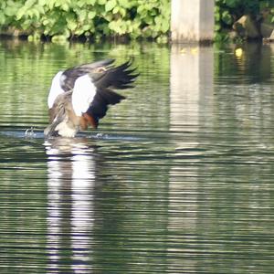 Egyptian Goose