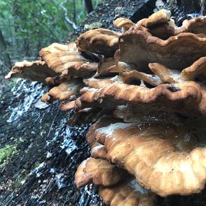 Black-staining Polypore