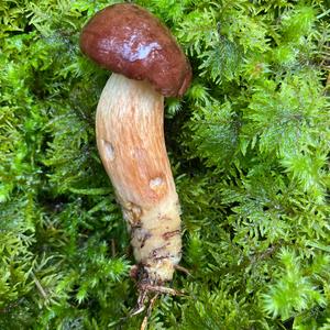 Bay Bolete