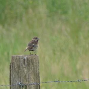 European stonechat