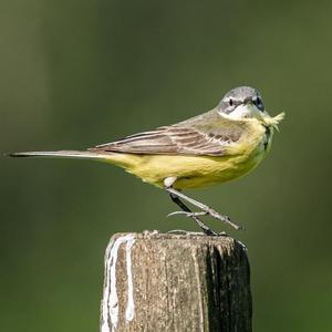 Yellow Wagtail