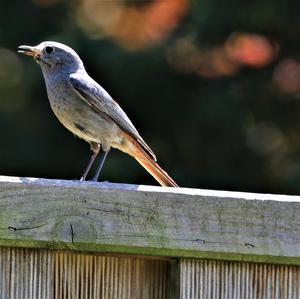 Black Redstart