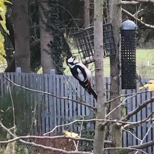 Great Spotted Woodpecker