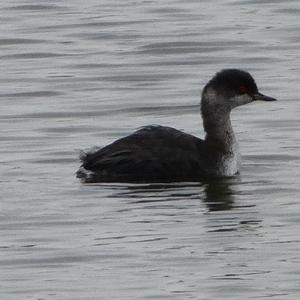 Black-necked Grebe