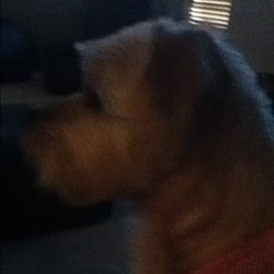 Unknown Breed