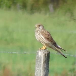 Common Kestrel