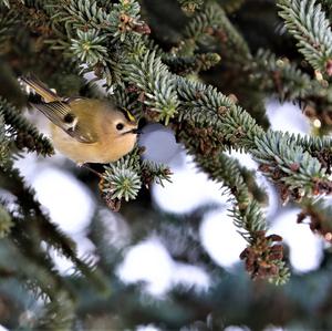 Wintergoldhähnchen