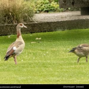 Egyptian Goose