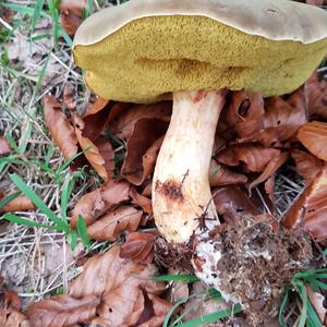 Yellow-cracked Bolete