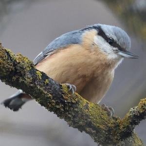 Wood Nuthatch