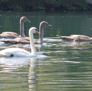 Mute Swan