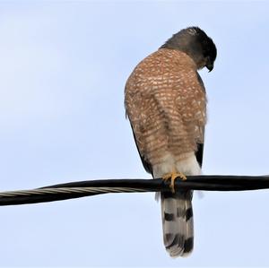 Cooper's Hawk