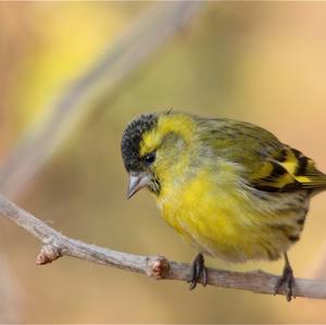 Eurasian Siskin