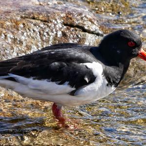 Eurasian Oystercatcher