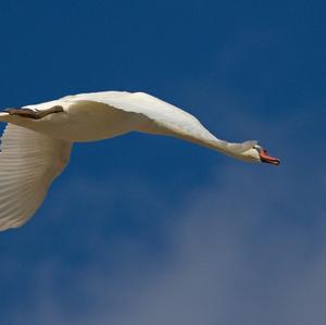 Mute Swan