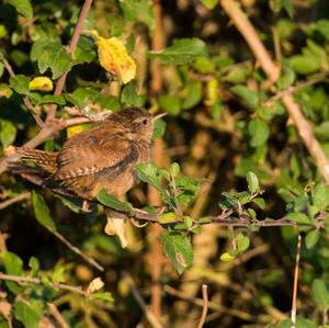 Winter Wren