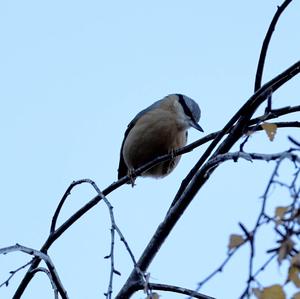 Wood Nuthatch