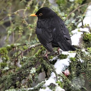 Eurasian Blackbird