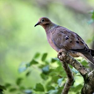 European Turtle-dove