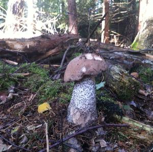 Orange Birch Bolete