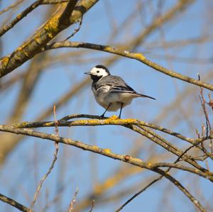 White Wagtail