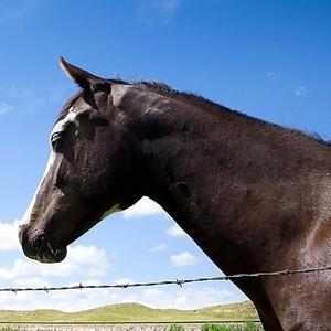 Unknown Breed