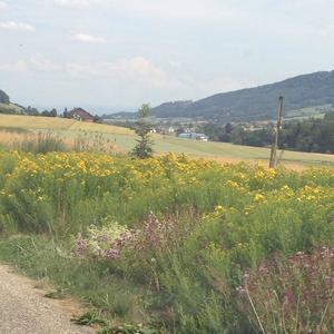 St John's Wort