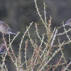 Eurasian Linnet